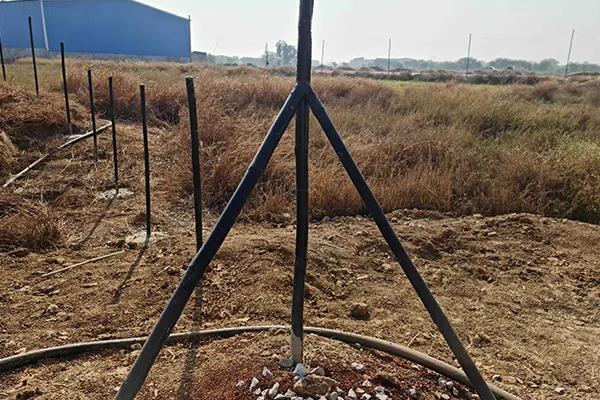 Bahu-Balli Fencing Pole/Post, bamboo poles, Bahu-Balli Trellis Supports, Bahu-Balli Poles with Anchor